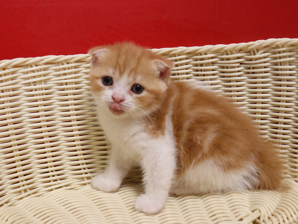 スコティッシュフォールドの子猫画像
