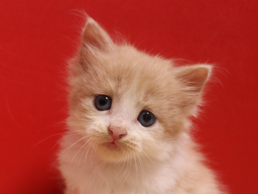 スコティッシュフォールドの子猫画像