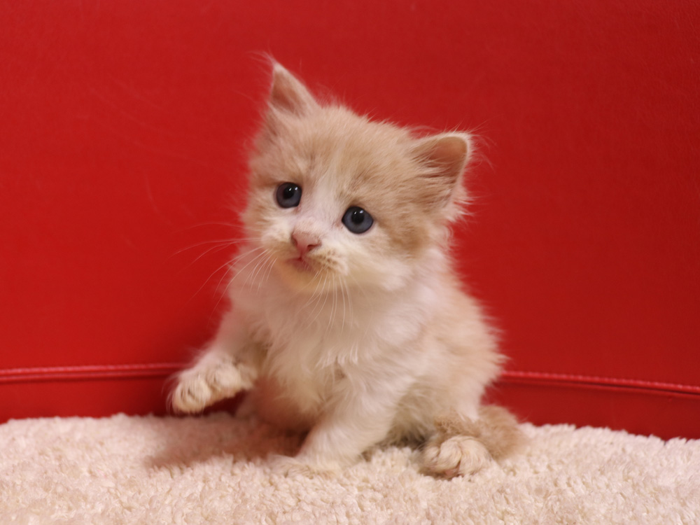 スコティッシュフォールドの子猫画像