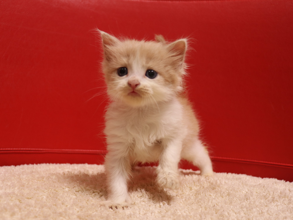 スコティッシュフォールドの子猫画像