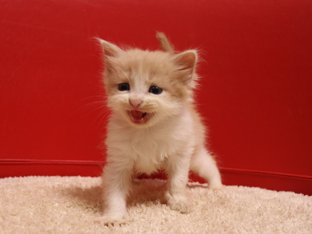 スコティッシュフォールドの子猫画像