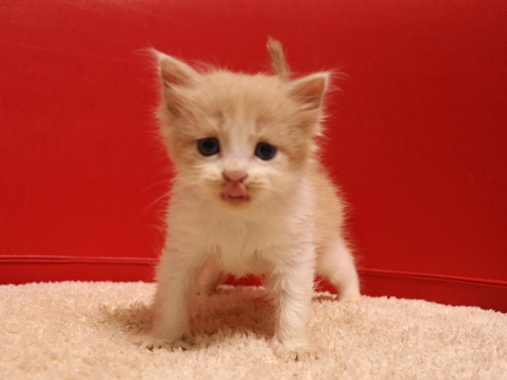 スコティッシュフォールドの子猫画像