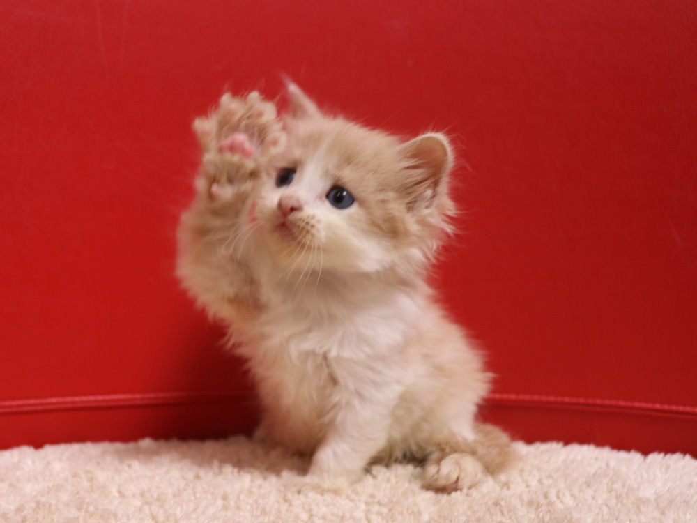 スコティッシュフォールドの子猫画像