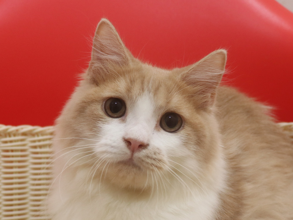 スコティッシュフォールドの子猫画像