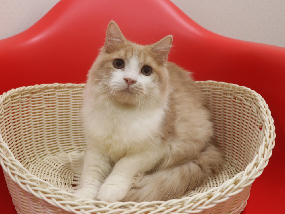 スコティッシュフォールドの子猫画像