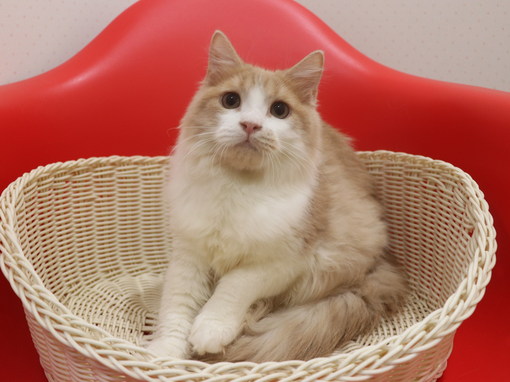 スコティッシュフォールドの子猫画像