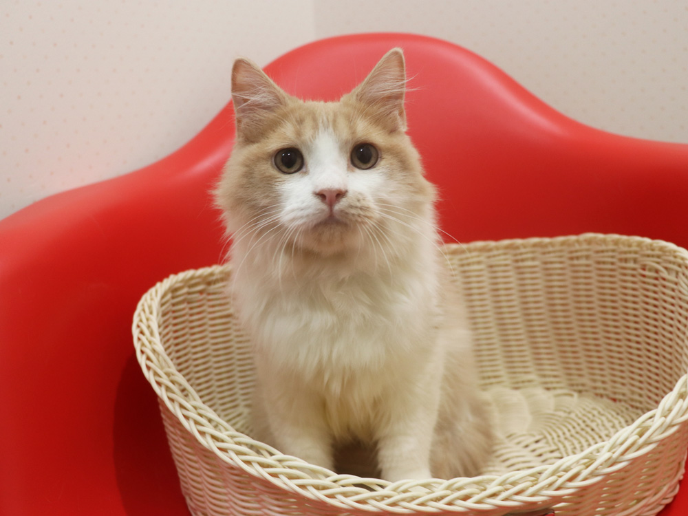 スコティッシュフォールドの子猫画像