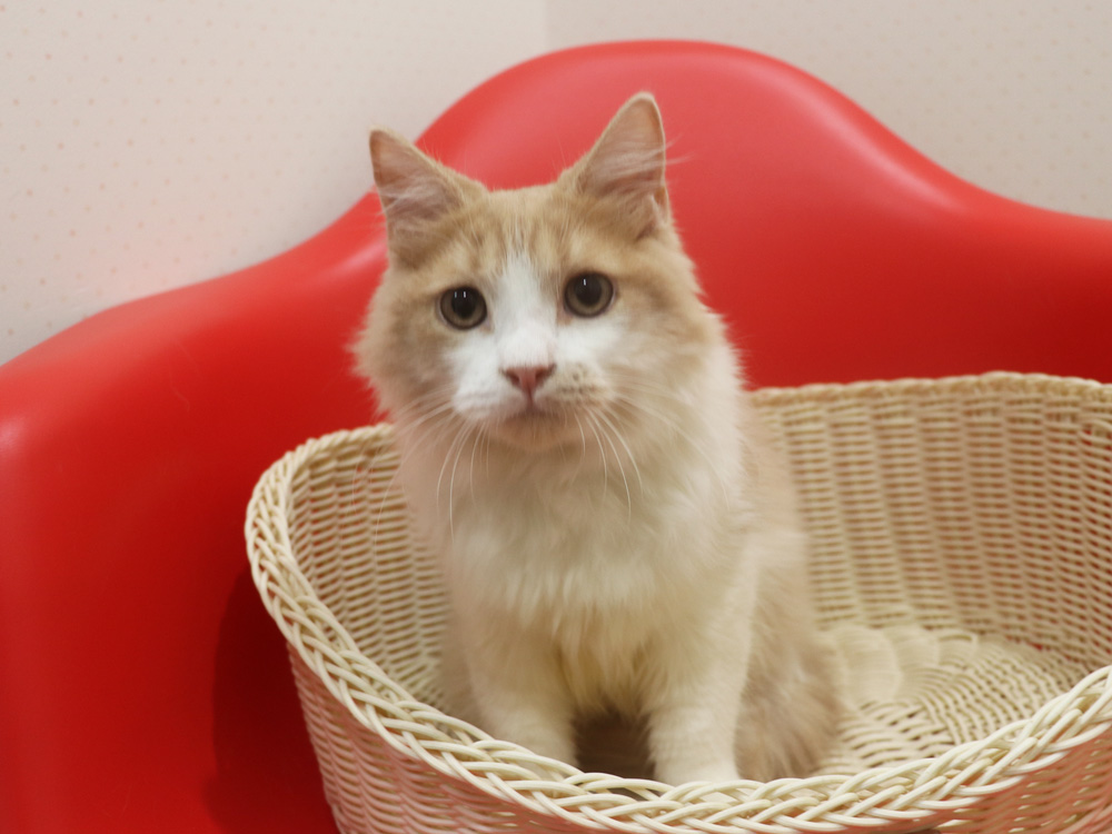 スコティッシュフォールドの子猫画像