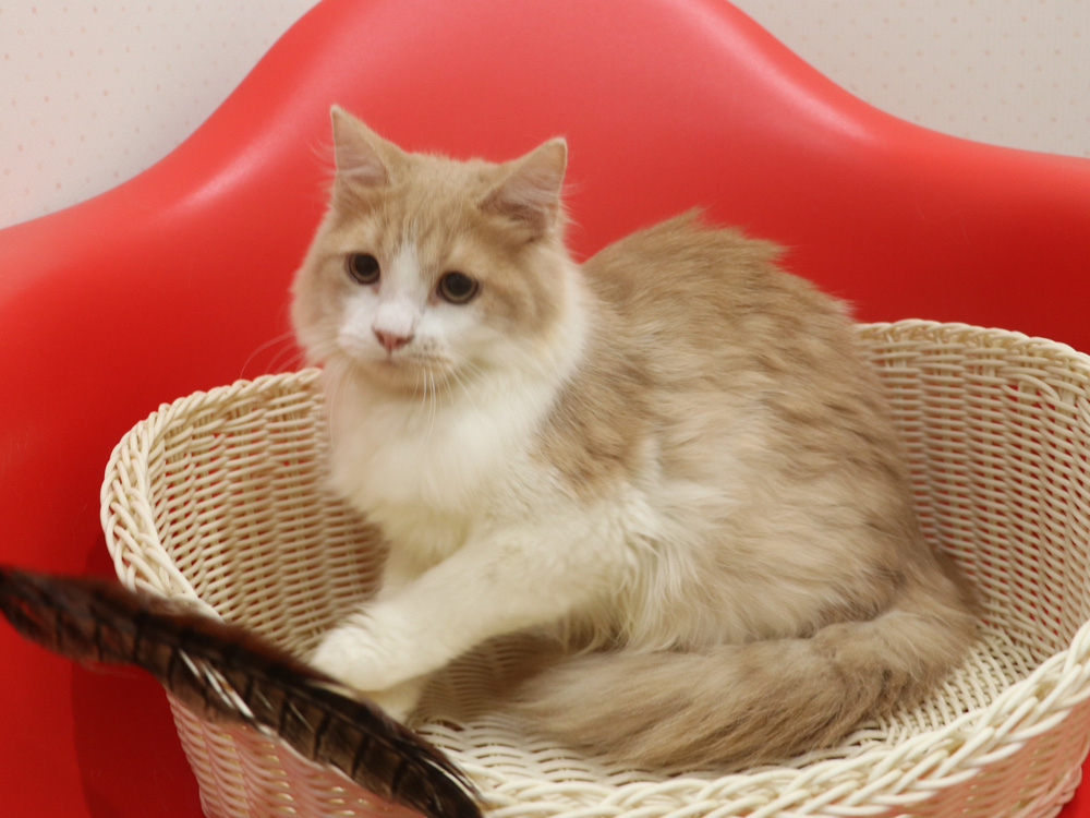 スコティッシュフォールドの子猫画像