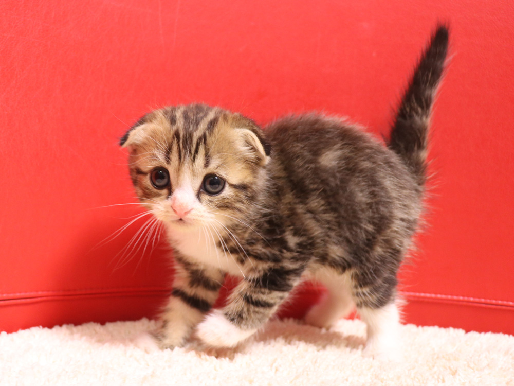 スコティッシュフォールドの子猫画像