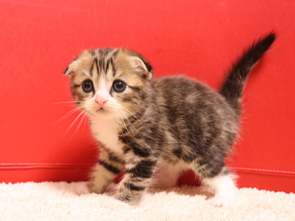 スコティッシュフォールドの子猫画像