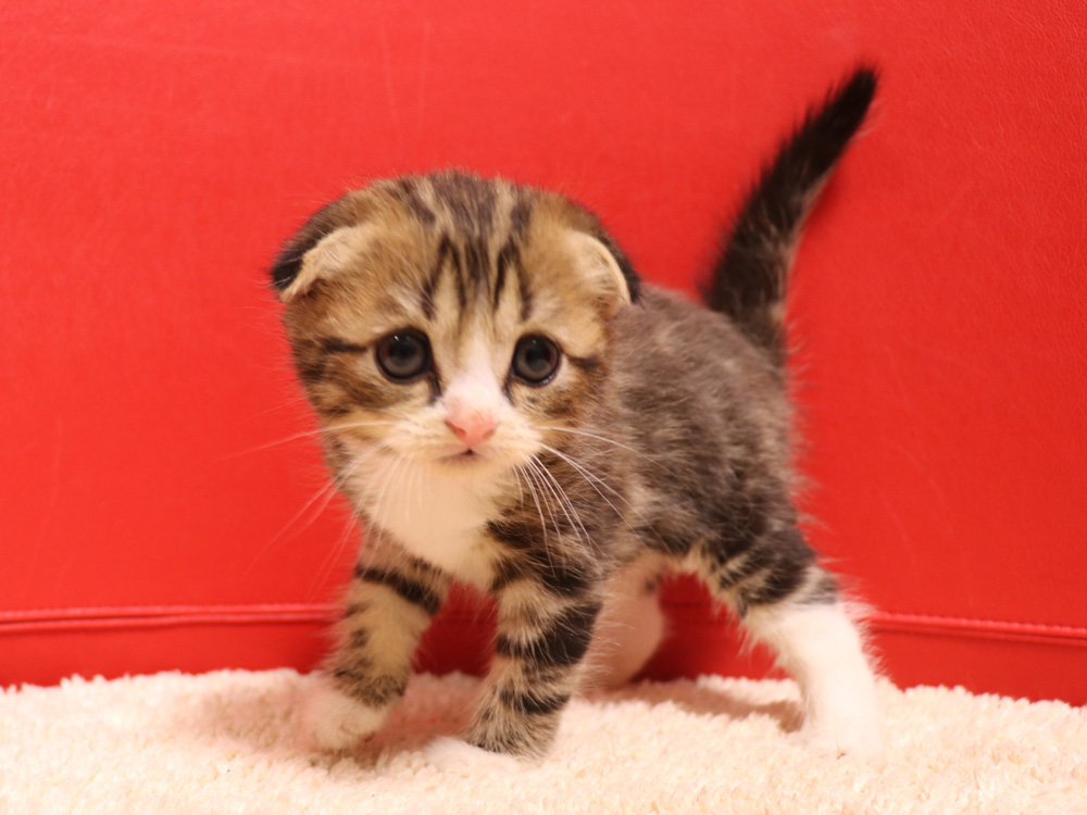 スコティッシュフォールドの子猫画像