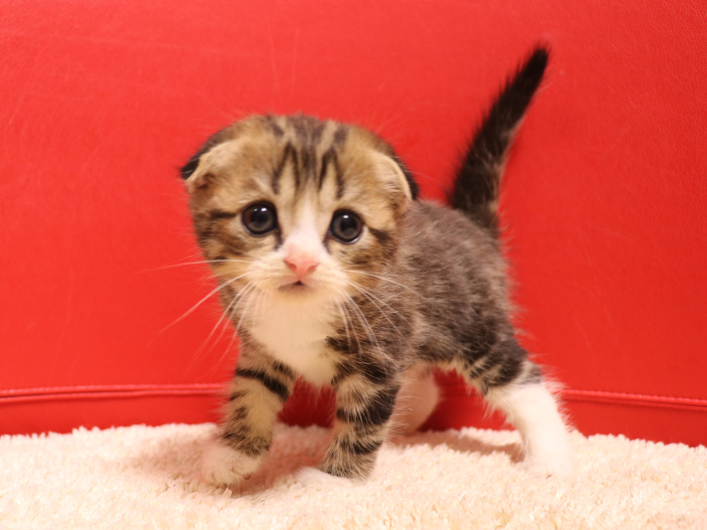 スコティッシュフォールドの子猫画像
