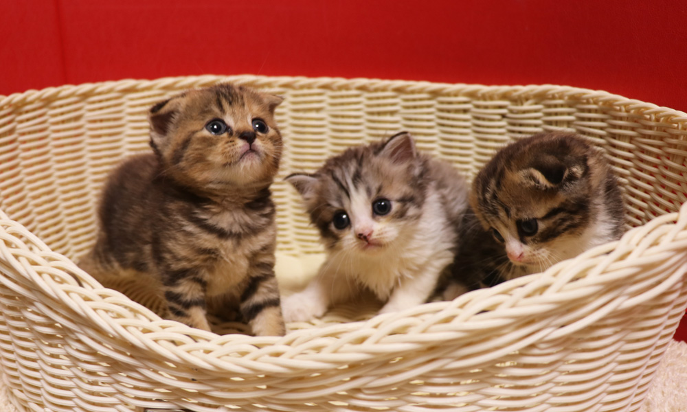スコティッシュフォールドの子猫画像