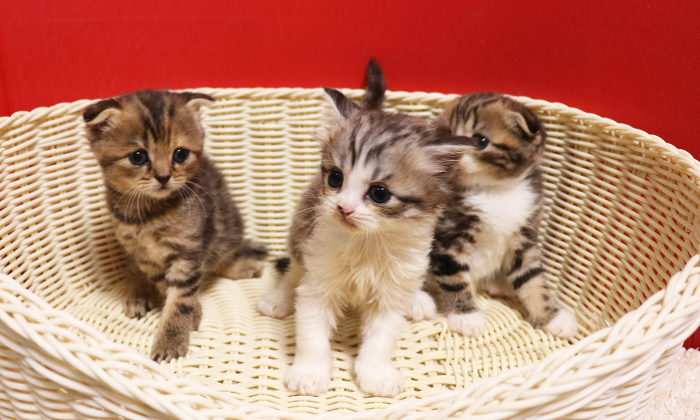 スコティッシュフォールドの子猫画像