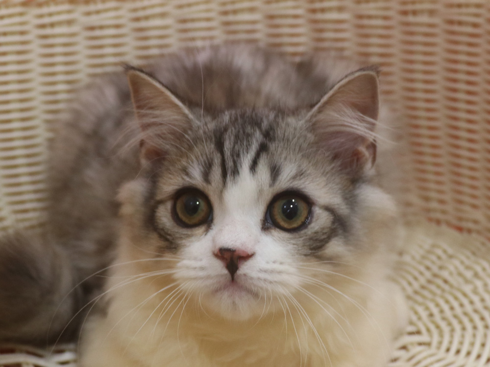 スコティッシュフォールドの子猫画像
