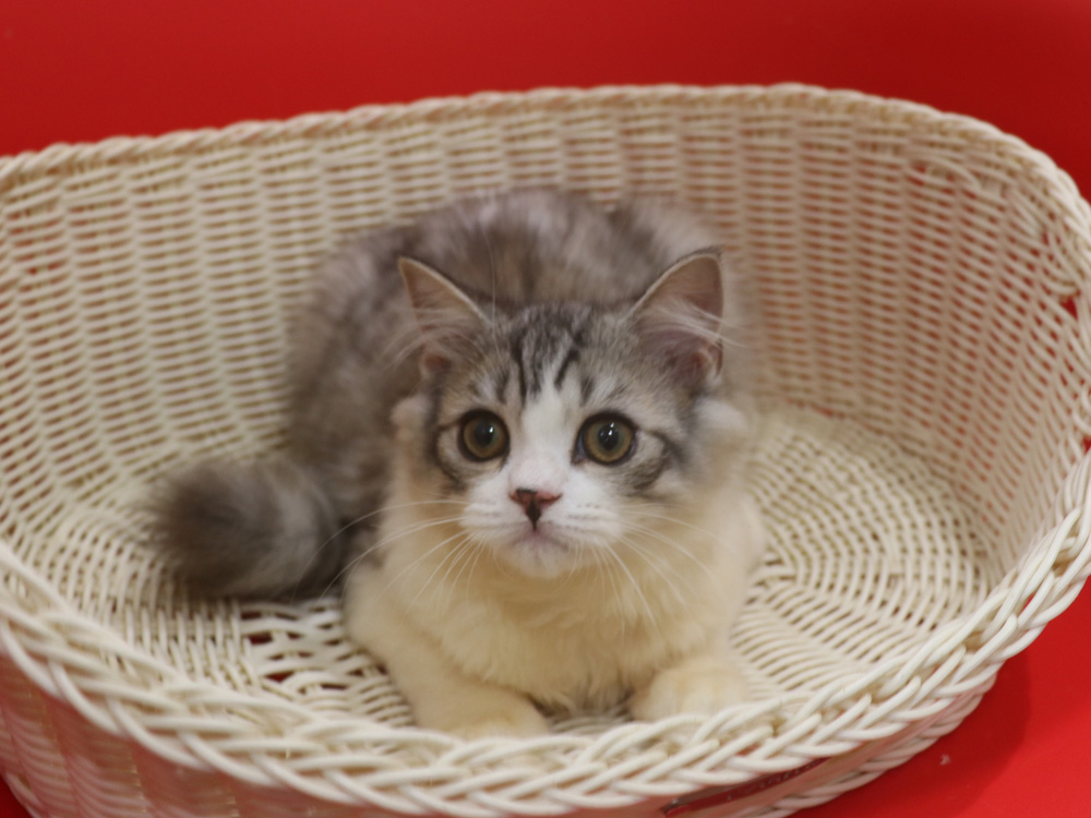 スコティッシュフォールドの子猫画像