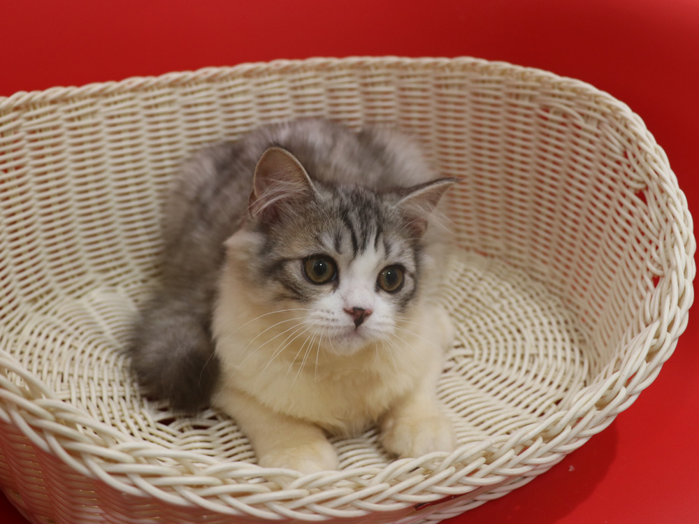 スコティッシュフォールドの子猫画像
