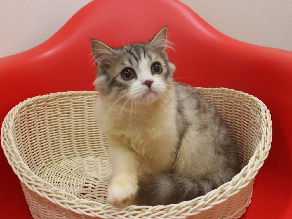 スコティッシュフォールドの子猫画像