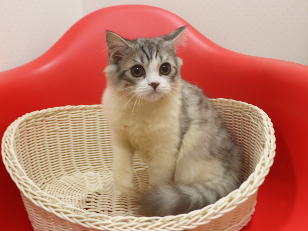 スコティッシュフォールドの子猫画像