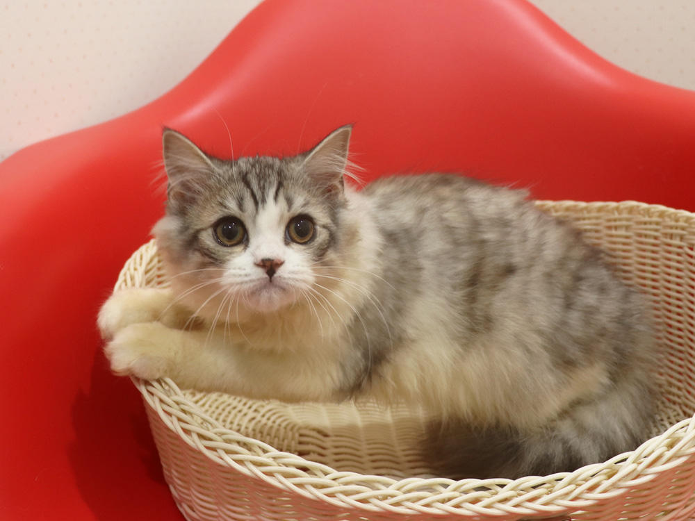 スコティッシュフォールドの子猫画像