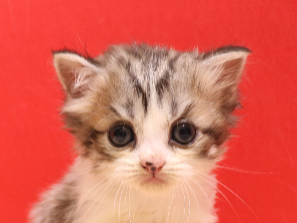 スコティッシュフォールドの子猫画像