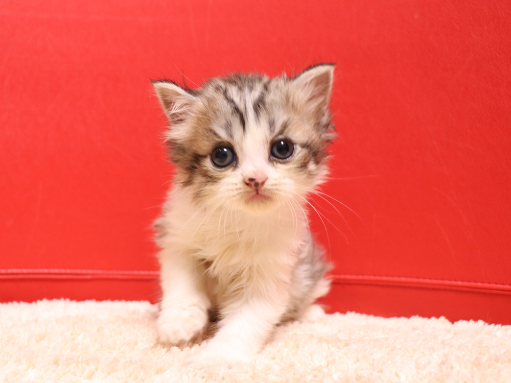 スコティッシュフォールドの子猫画像
