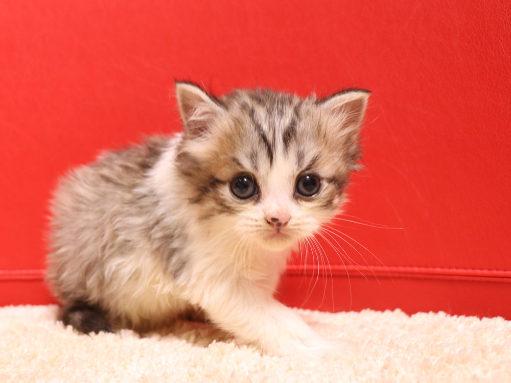 スコティッシュフォールドの子猫画像