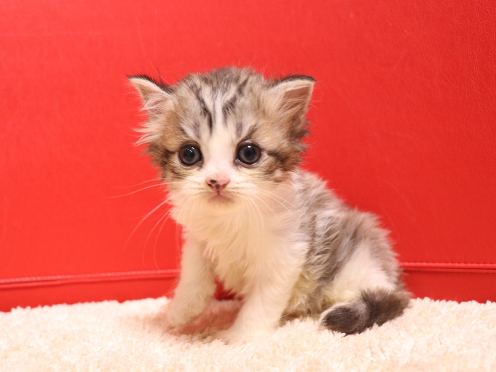 スコティッシュフォールドの子猫画像
