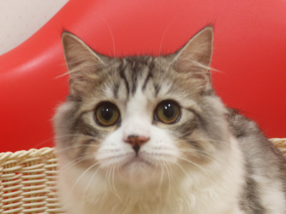 スコティッシュフォールドの子猫画像