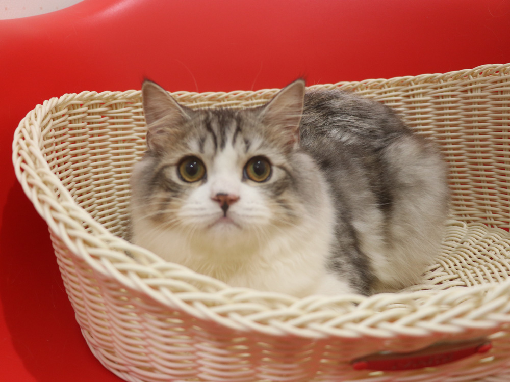スコティッシュフォールドの子猫画像