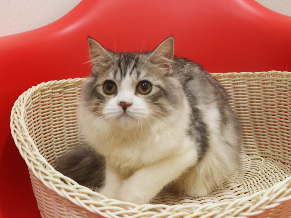 スコティッシュフォールドの子猫画像