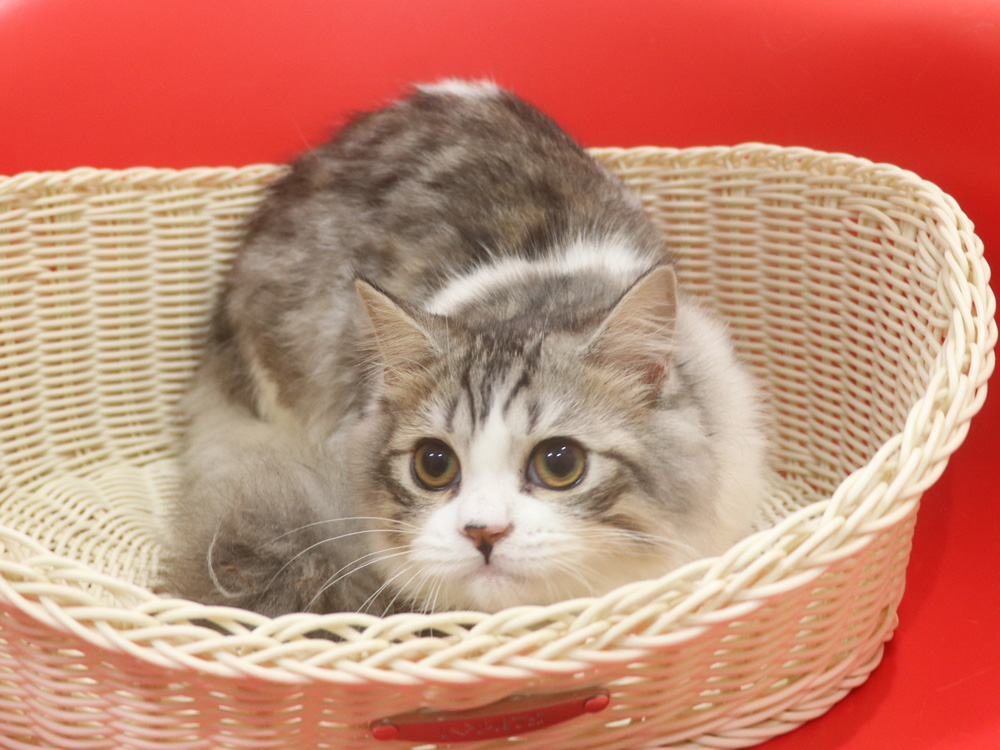 スコティッシュフォールドの子猫画像