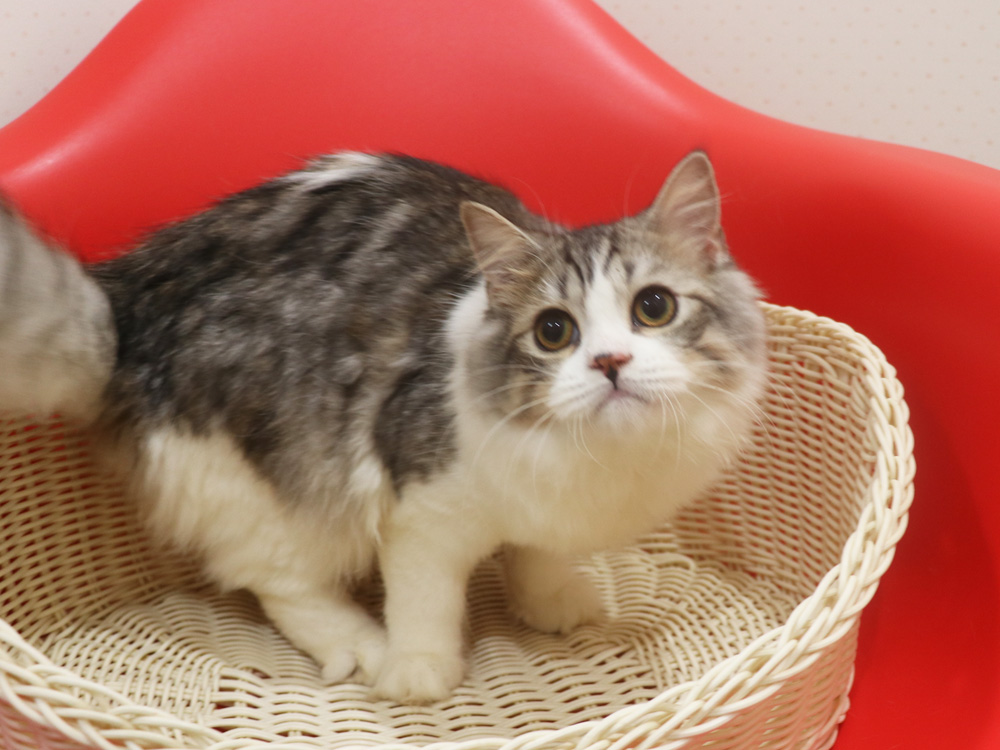 スコティッシュフォールドの子猫画像