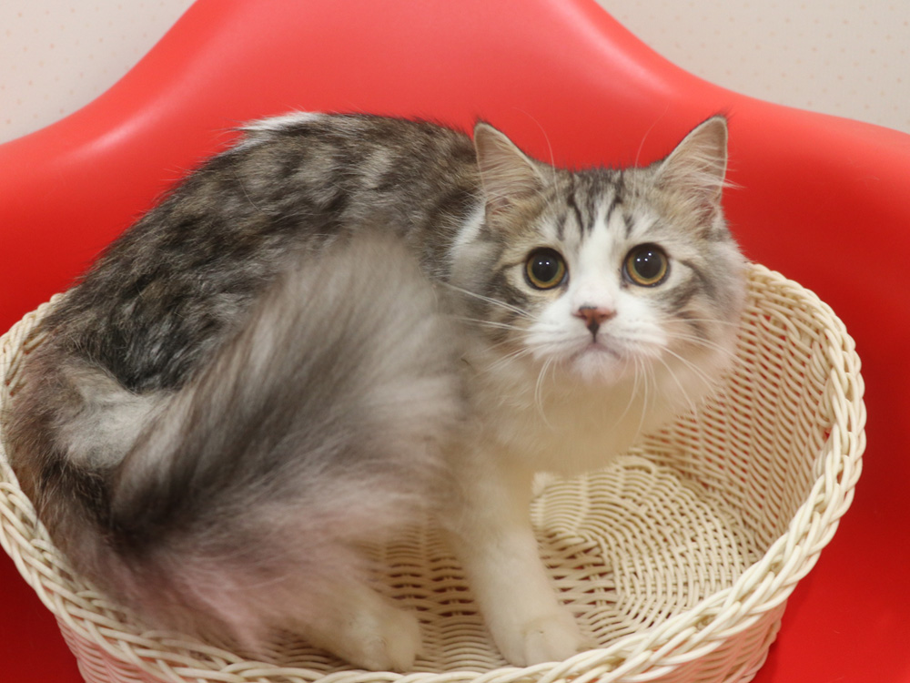スコティッシュフォールドの子猫画像