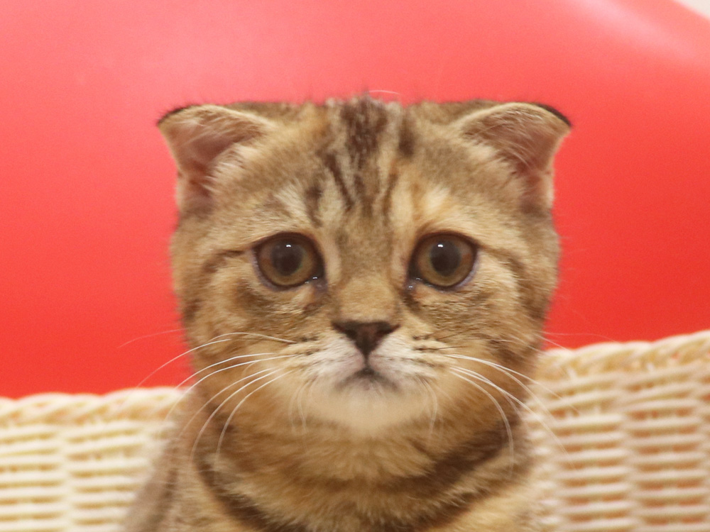 スコティッシュフォールドの子猫画像