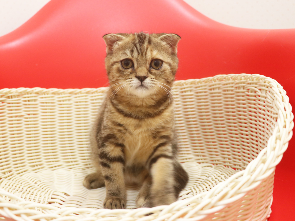 スコティッシュフォールドの子猫画像