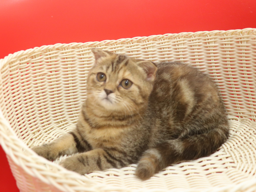 スコティッシュフォールドの子猫画像