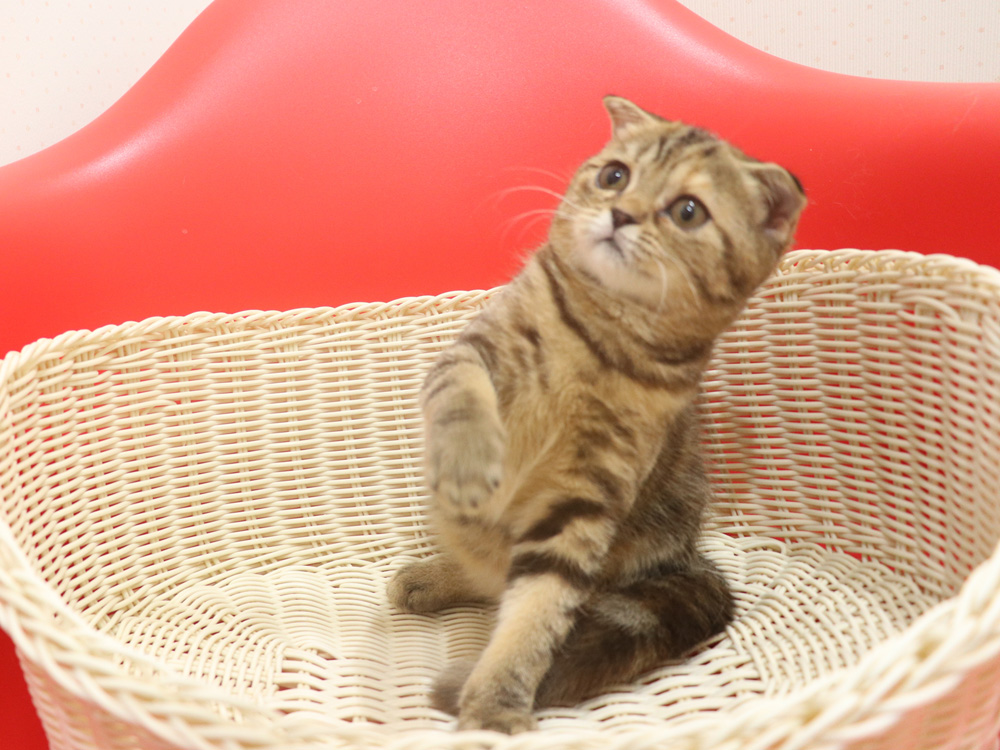 スコティッシュフォールドの子猫画像