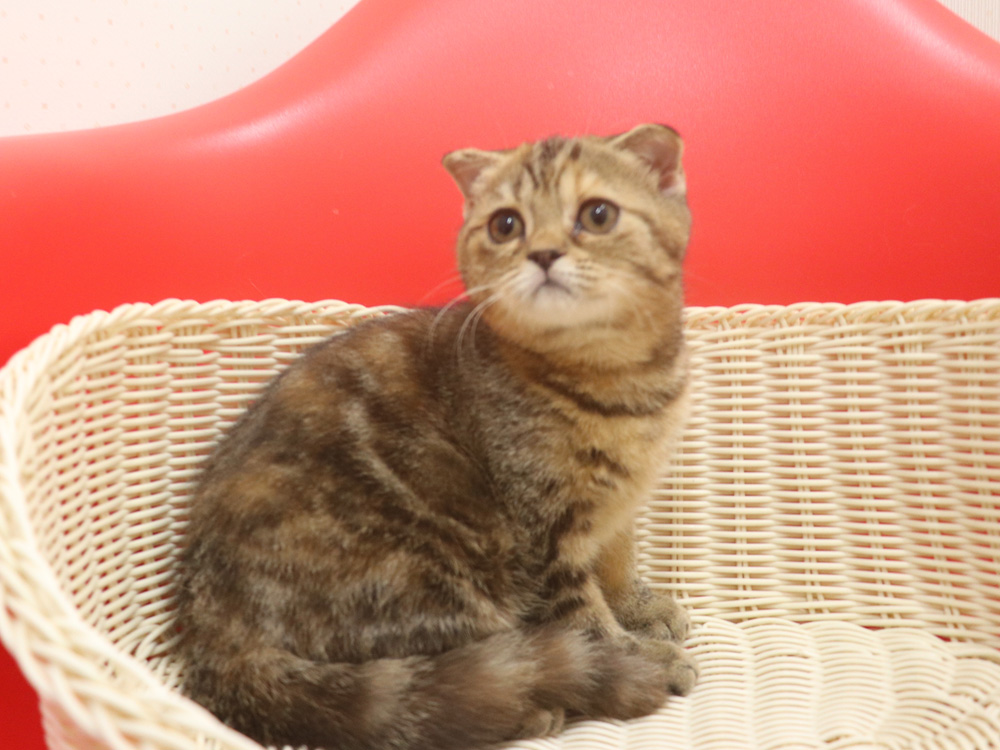 スコティッシュフォールドの子猫画像