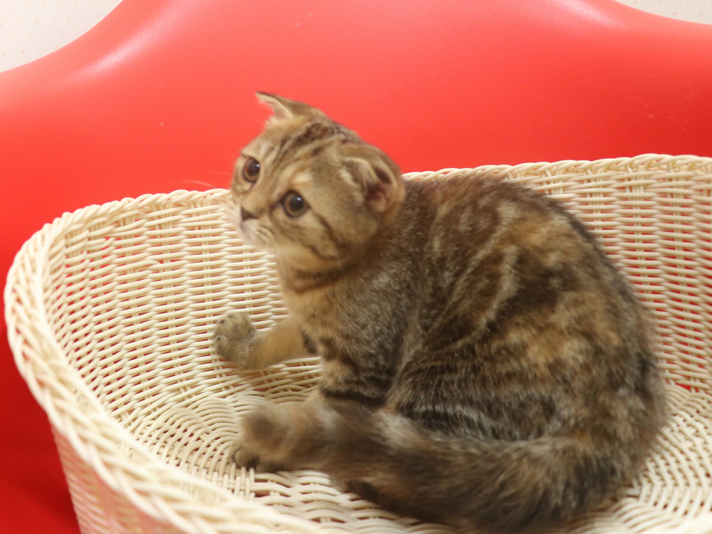 スコティッシュフォールドの子猫画像