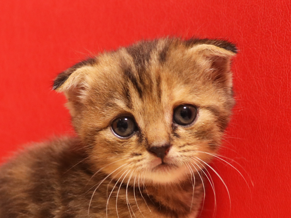 スコティッシュフォールドの子猫画像