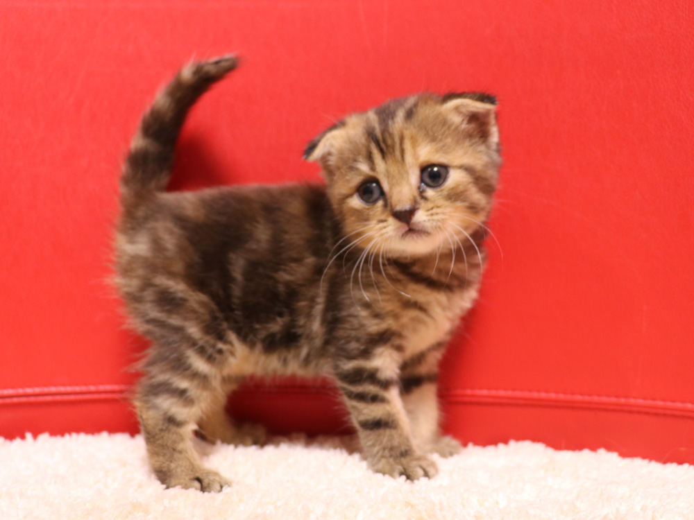スコティッシュフォールドの子猫画像