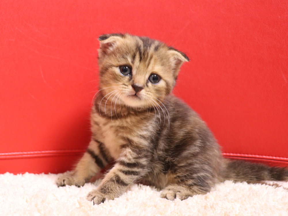 スコティッシュフォールドの子猫画像