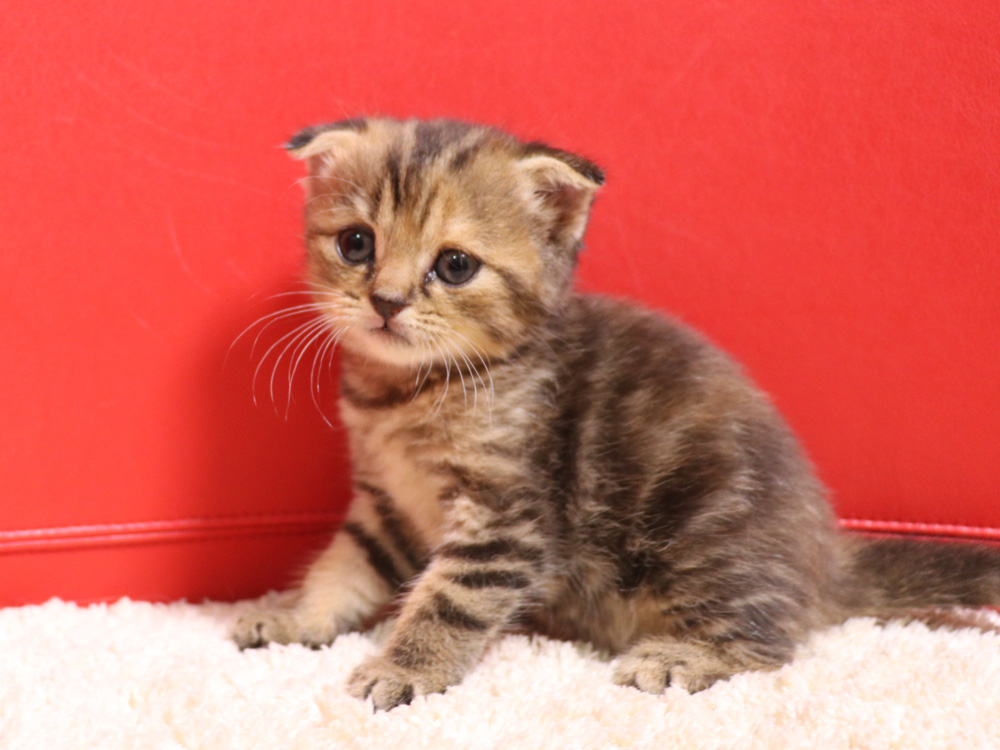 スコティッシュフォールドの子猫画像