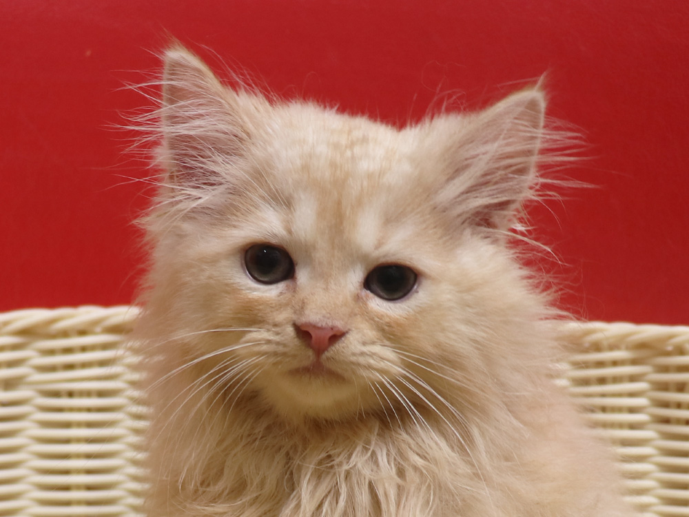 スコティッシュフォールドの子猫画像