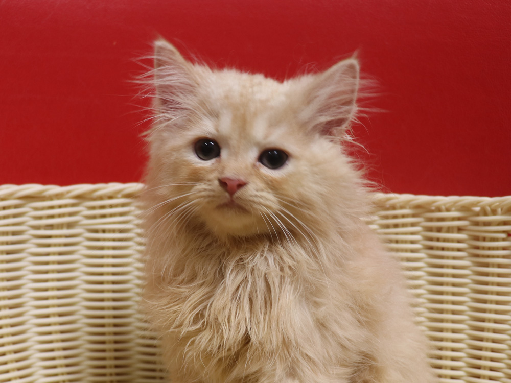 スコティッシュフォールドの子猫画像