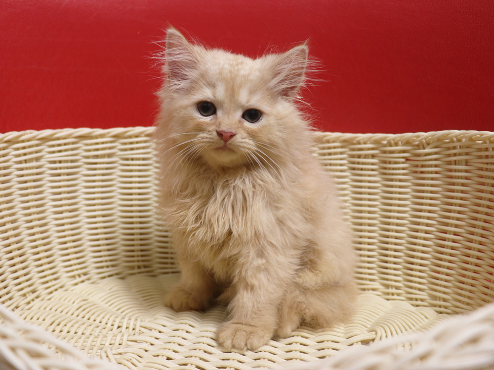 スコティッシュフォールドの子猫画像