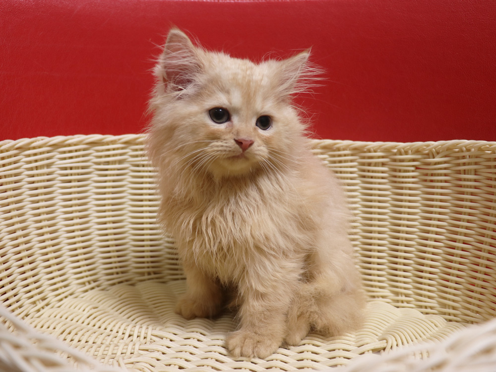 スコティッシュフォールドの子猫画像