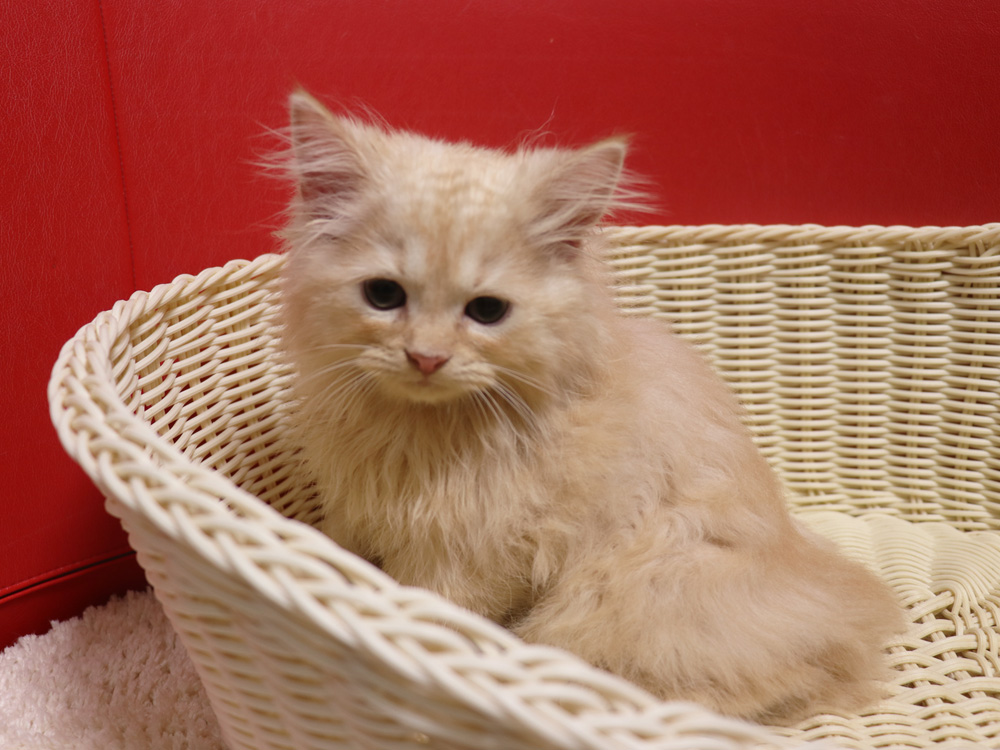 スコティッシュフォールドの子猫画像